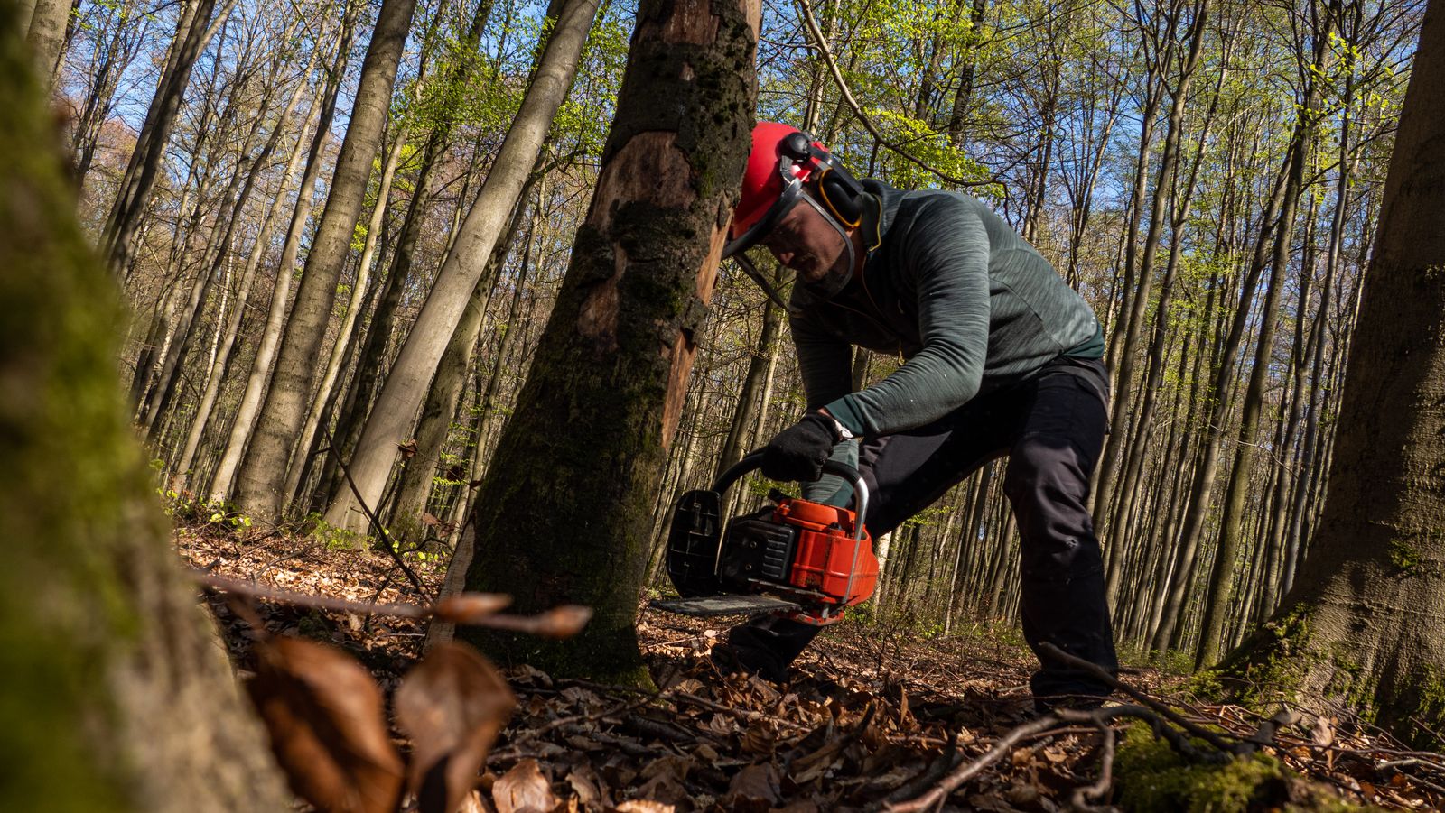 Brush Clearing