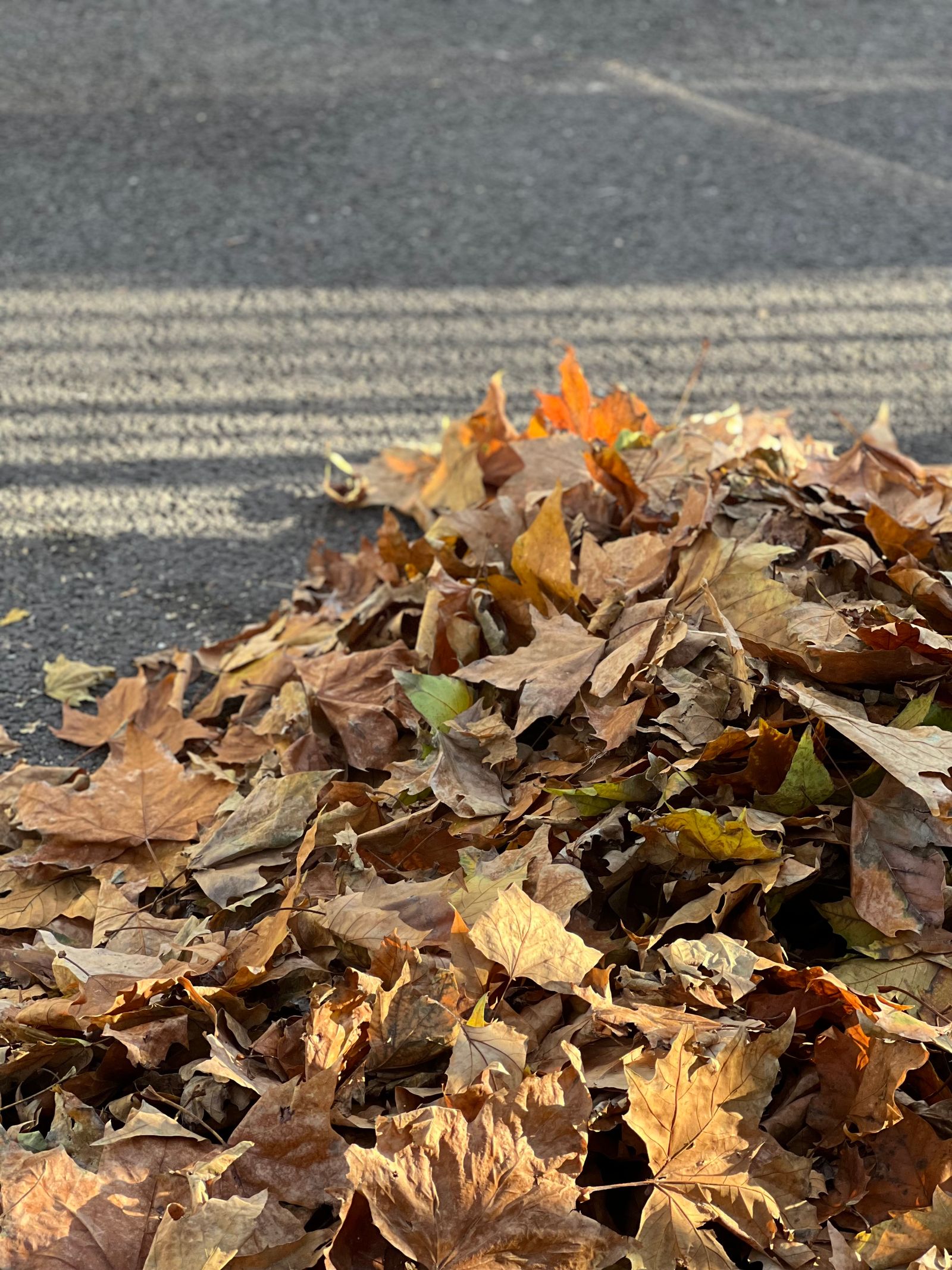 Leaf Removal
